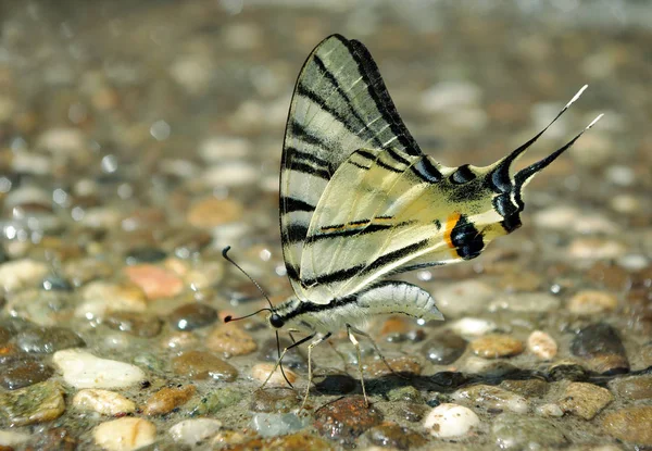 Borboleta Água Potável Bela Borboleta Sentado Asfalto Molhado — Fotografia de Stock