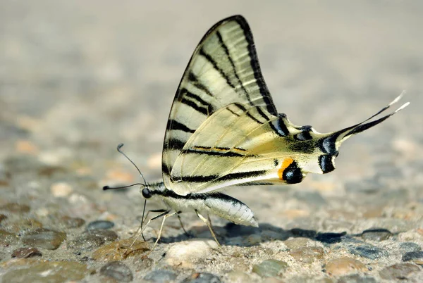 Borboleta Água Potável Bela Borboleta Sentado Asfalto Molhado — Fotografia de Stock