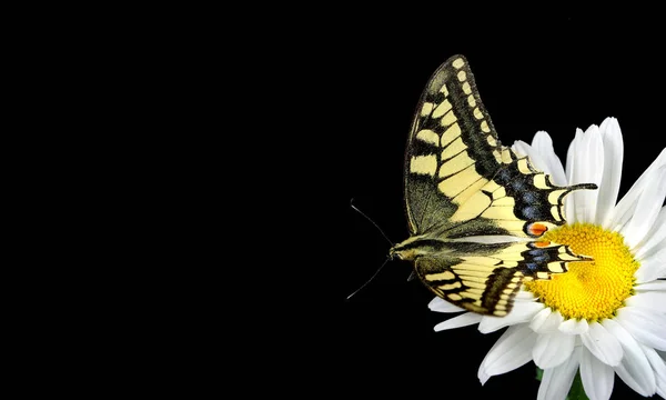 Beautiful butterfly sitting on a flower isolated on black. Colorful butterfly sitting on a daisy. Swallowtail butterfly, Papilio machaon. Copy spaces.