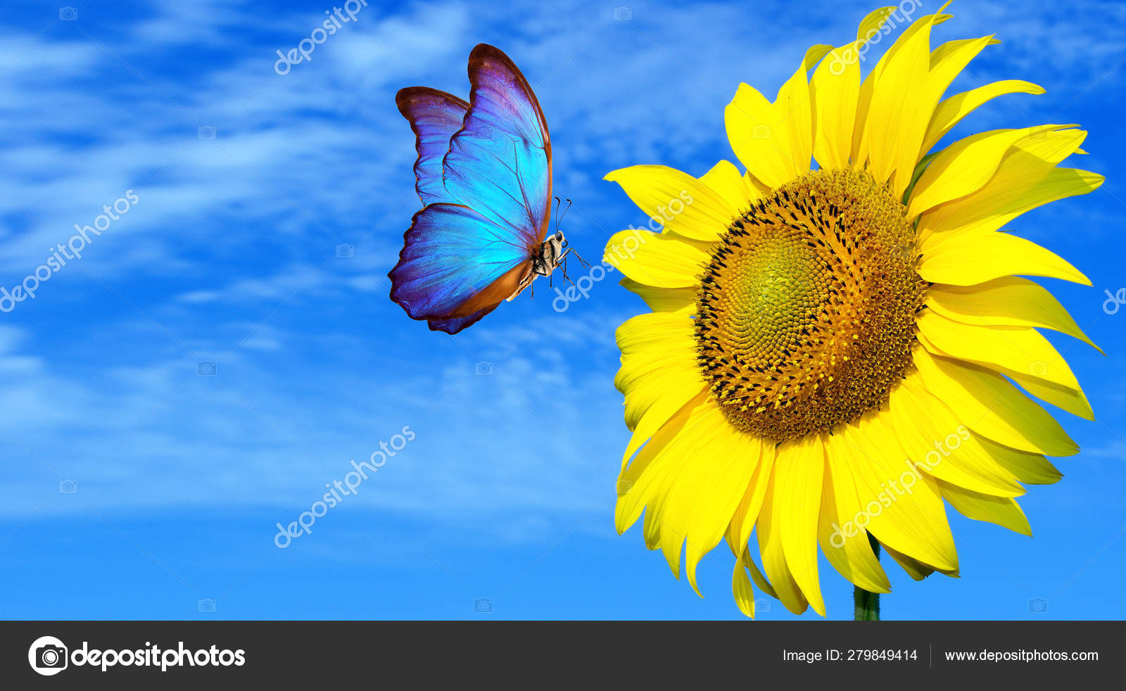 Morpho Borboleta Azul Brilhante Girassol Contra Céu Azul Borboleta Uma —  Fotografia de stock © krjaki1973 #279849414, image size:1600x982