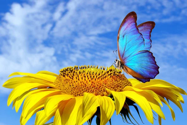 Morfo Mariposa Azul Brillante Girasol Contra Cielo Azul Mariposa Una —  Fotos de Stock