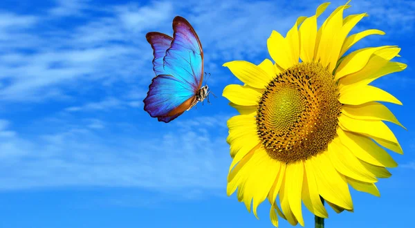 Fluture Albastru Strălucitor Morfo Floarea Soarelui Cer Albastru Fluture Floare — Fotografie, imagine de stoc
