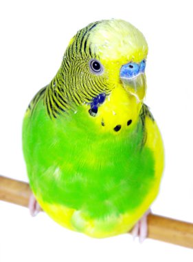 Beyaz arka planda izole muhabbet kuşları. Dalgalı papağan yaklaş. 