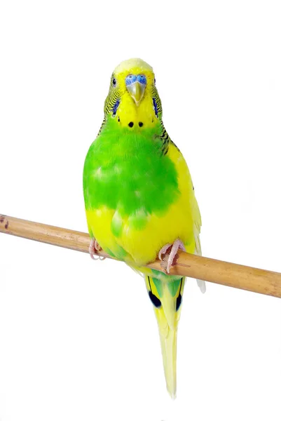 Budgerigars Isolado Fundo Branco Papagaio Ondulado Perto — Fotografia de Stock