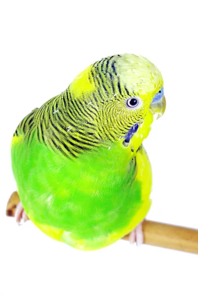 Budgerigars Isolato Sfondo Bianco Pappagallo Ondulato Vicino — Foto Stock