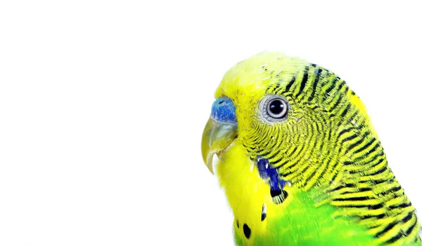 Budgerigars Izolované Bílém Pozadí Vlnitý Papoušek Zblízka — Stock fotografie