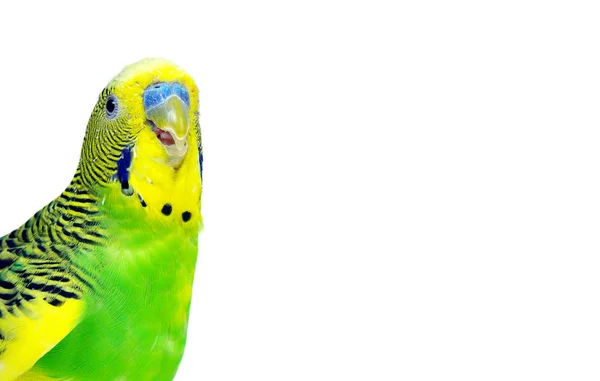 Budgerigars Isolado Fundo Branco Papagaio Ondulado Perto — Fotografia de Stock