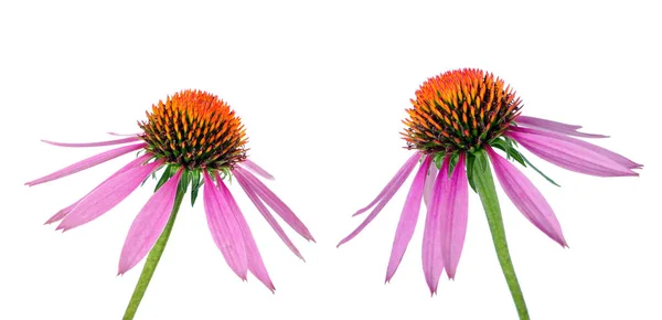 Purple Coneflowers Isolated White Remedy Flu Cold — Stock Photo, Image