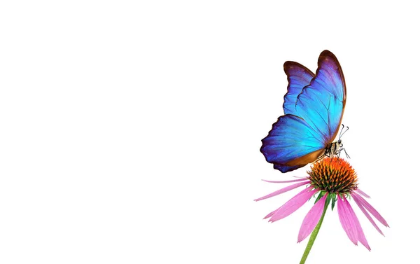 Beautiful Blue Morpho Butterfly Flower White Background Copy Spaces Purple — Stock Photo, Image