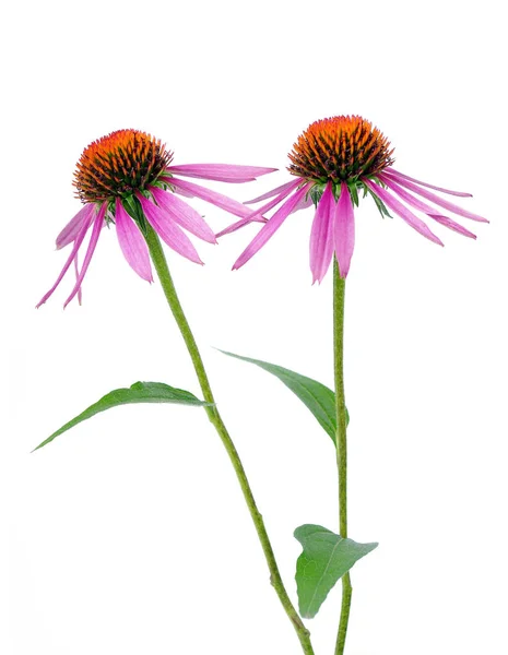 Purple Coneflowers Isolated White Remedy Flu Cold — Stock Photo, Image