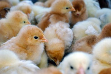 küçük civciv tarım çiftliğinde bir kutu içinde bir sürü