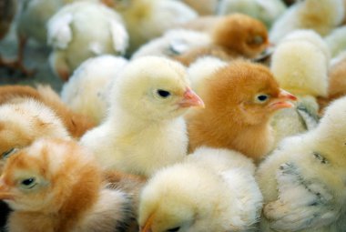 küçük civciv tarım çiftliğinde bir kutu içinde bir sürü