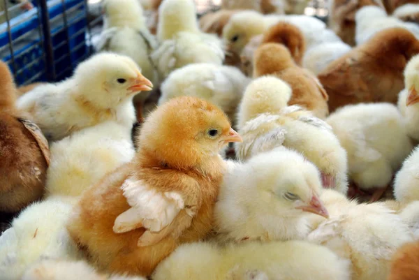 Beaucoup Petits Poussins Dans Une Boîte Ferme Agricole — Photo