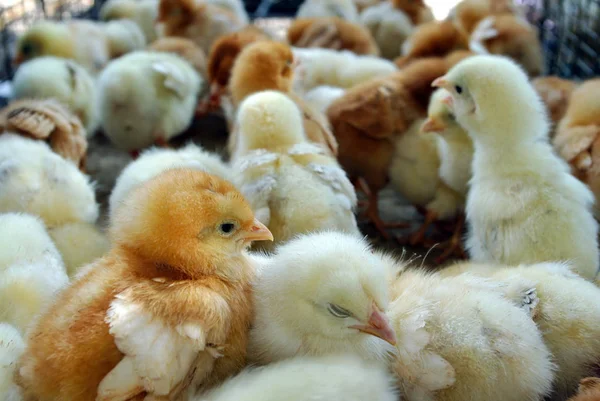 Beaucoup Petits Poussins Dans Une Boîte Ferme Agricole — Photo