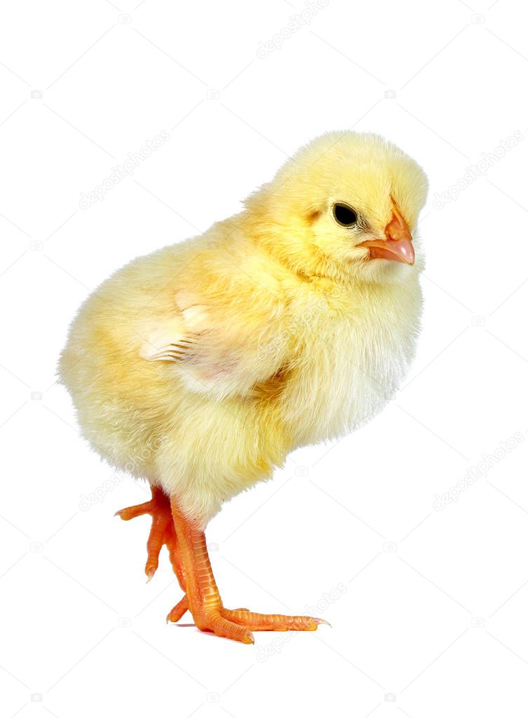 little chicken isolated on white. close up