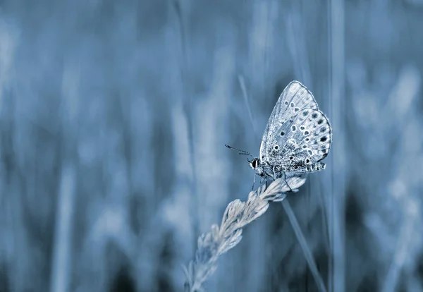 Blauer Natürlicher Hintergrund Schmetterling Auf Der Wiese Leerzeichen Kopieren — Stockfoto