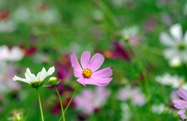 pembe cosmos çiçek yakın çekim