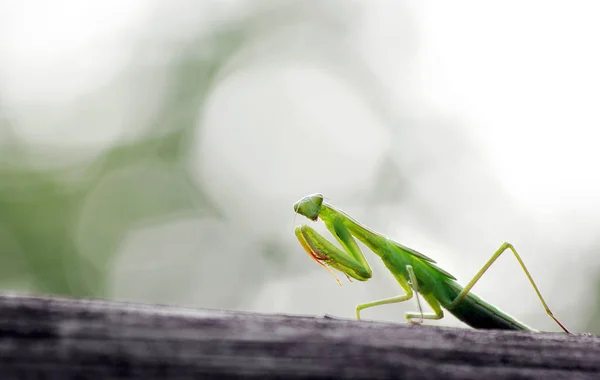 Groene Biddende Mantis Natuurlijke Omgeving — Stockfoto