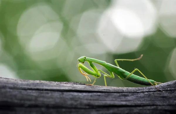 Groene Biddende Mantis Natuurlijke Omgeving — Stockfoto