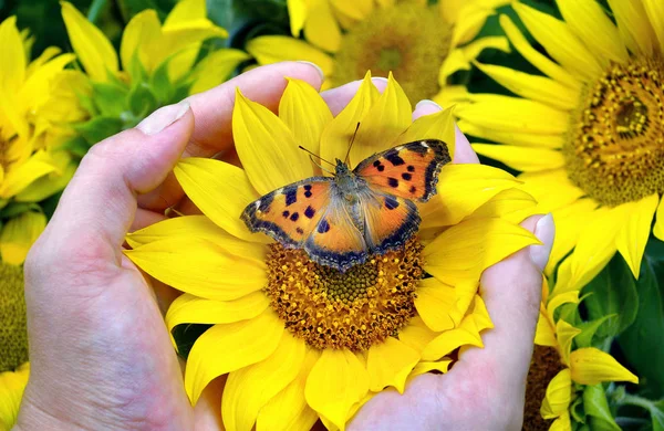Яскраво Оранжевий Метелик Сидить Соняшнику Квіти Соняшнику Руках Велика Черепашка — стокове фото