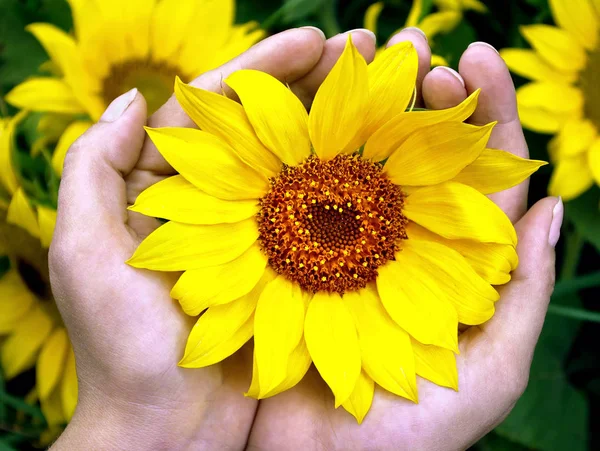 sunflower flowers in hands. top view