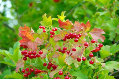 Kırmızı olgun viburnum. Viburnum çalı yakın çekim