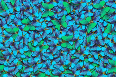 Yeşil ve mavi kelebekler Morfo doku arka plan. Doğal desen. Kelebekler arka plan uçuş.