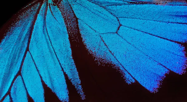 Kelebek Kanatları Ulysses Kelebek Dokusunun Kanatları Yakın Çekim — Stok fotoğraf