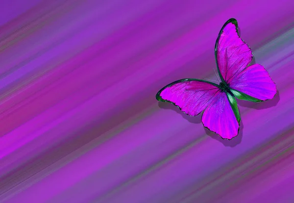 Fondo Textural Natural Púrpura Suave Alas Una Mariposa Morpho Vuelo —  Fotos de Stock