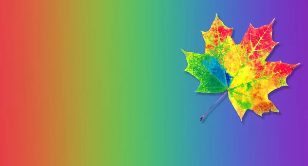 Kolory Tęczy Koncepcja Koloru Naturze Jasny Kolorowy Jesienny Liść Klonu — Zdjęcie stockowe