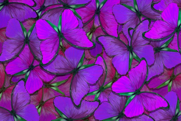 Miękkie Fioletowe Naturalne Tło Teksturowe Skrzydła Motyla Morpho Lot Jasnych — Zdjęcie stockowe