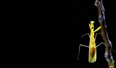 Praying Mantis bir siyah izole. Mantis bir dal üzerinde oturuyor. Doğal ortamda Peygamber devesi