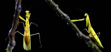 Praying Mantis bir siyah izole. Mantis bir dal üzerinde oturuyor. Doğal ortamda Peygamber devesi