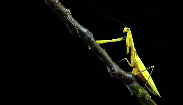 Praying Mantis isolated on a black. Mantis sitting on a branch. Praying Mantis in natural environment