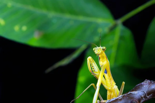 Biddende Mantis Geïsoleerd Een Zwart Mantis Zittend Een Tak Biddende — Stockfoto