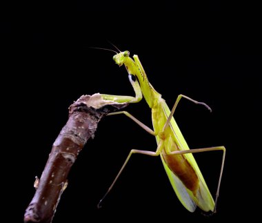 Praying Mantis bir siyah izole. Mantis bir dal üzerinde oturuyor. Doğal ortamda Peygamber devesi