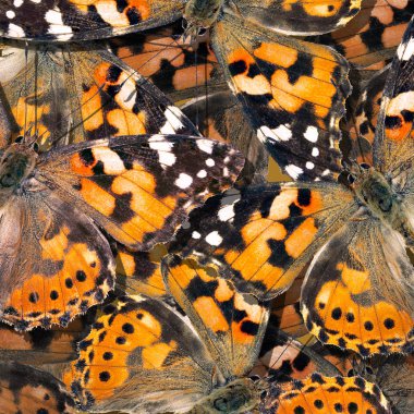 Doğal turuncu soyut desen. turuncu kelebekler doku arka plan desen. kelebek süs boyalı bayan