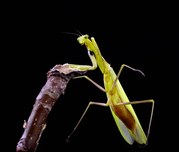 Biddende Mantis Geïsoleerd Een Zwart Mantis Zittend Een Tak Biddende — Stockfoto