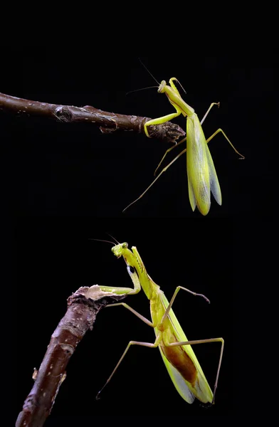 Biddende Mantis Geïsoleerd Een Zwart Mantis Zittend Een Tak Biddende — Stockfoto