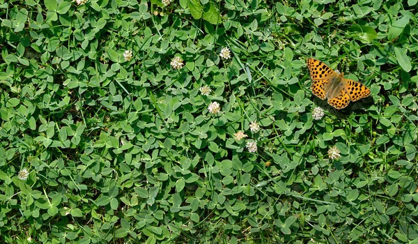 Grasklee Textur Hintergrund Ansicht Von Oben Schmetterlingskönigin Von Spanien Fritillary — Stockfoto