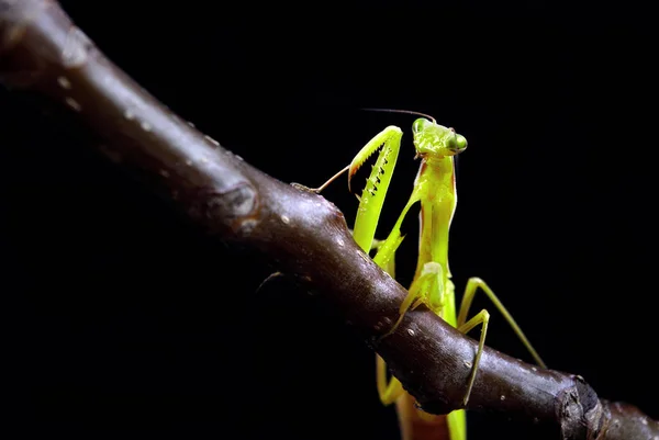 Praying Mantis Isolated Black Mantis Sitting Branch Praying Mantis Natural — Stock Photo, Image