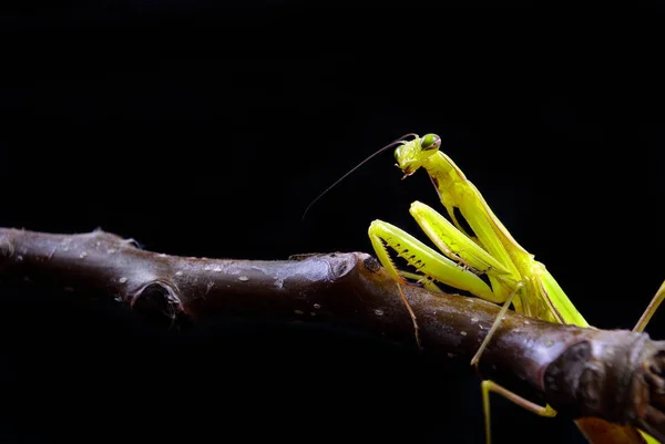 Modlící Mantis Izolovaná Černém Mantis Sedí Větvi Kudlanky Přírodním Prostředí — Stock fotografie