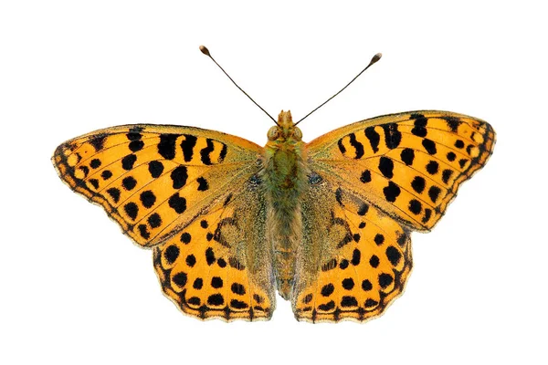 Orange Schmetterling Isoliert Auf Weiß Königin Des Spanischen Fritillarfalters — Stockfoto