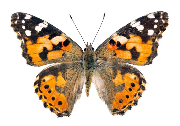 Målad Lady Butterfly Isolerad Vit — Stockfoto