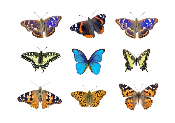 Parlak çok renkli kelebekler beyaz izole. tasarım için kelebekler koleksiyonu. Morpho kelebek, amiral, machaon, boyalı bayan ve mor imparator. 