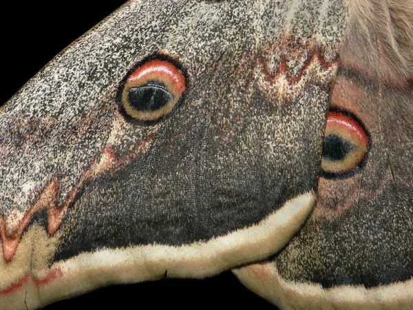 Patrón Alas Mariposa Alas Una Mariposa Nocturna Saturnia Pyri Textura — Foto de Stock