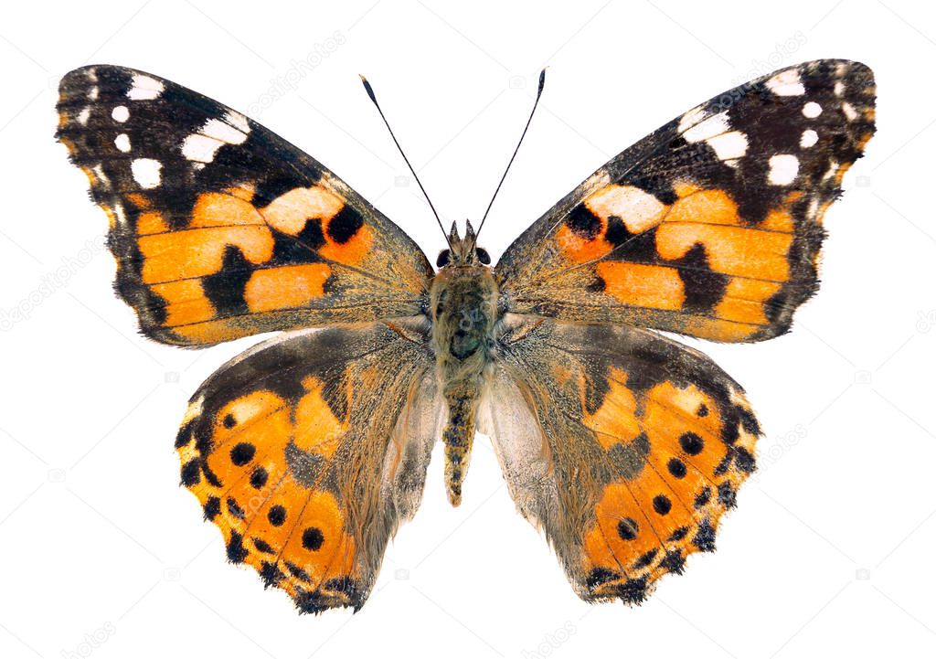 painted lady butterfly isolated on white