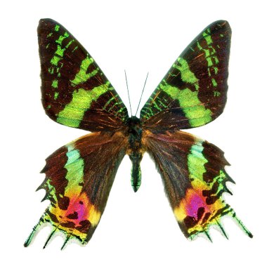 Bir kelebek Urania Kanatları. 