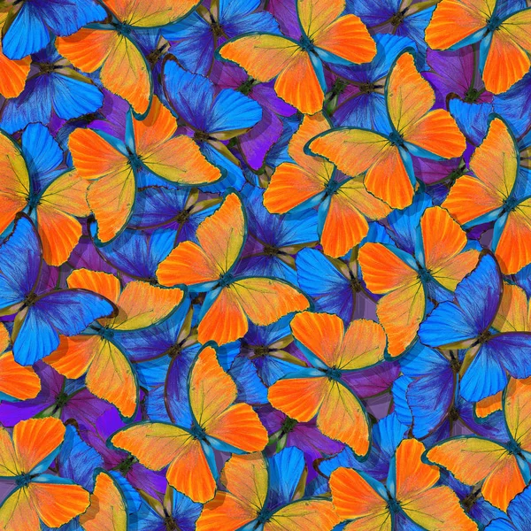 morpho butterfly texture background. blue and orange natural abstract background. butterfly wings in flight