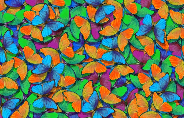 Motif Papillons Multicolores Morpho Fond Texture — Photo